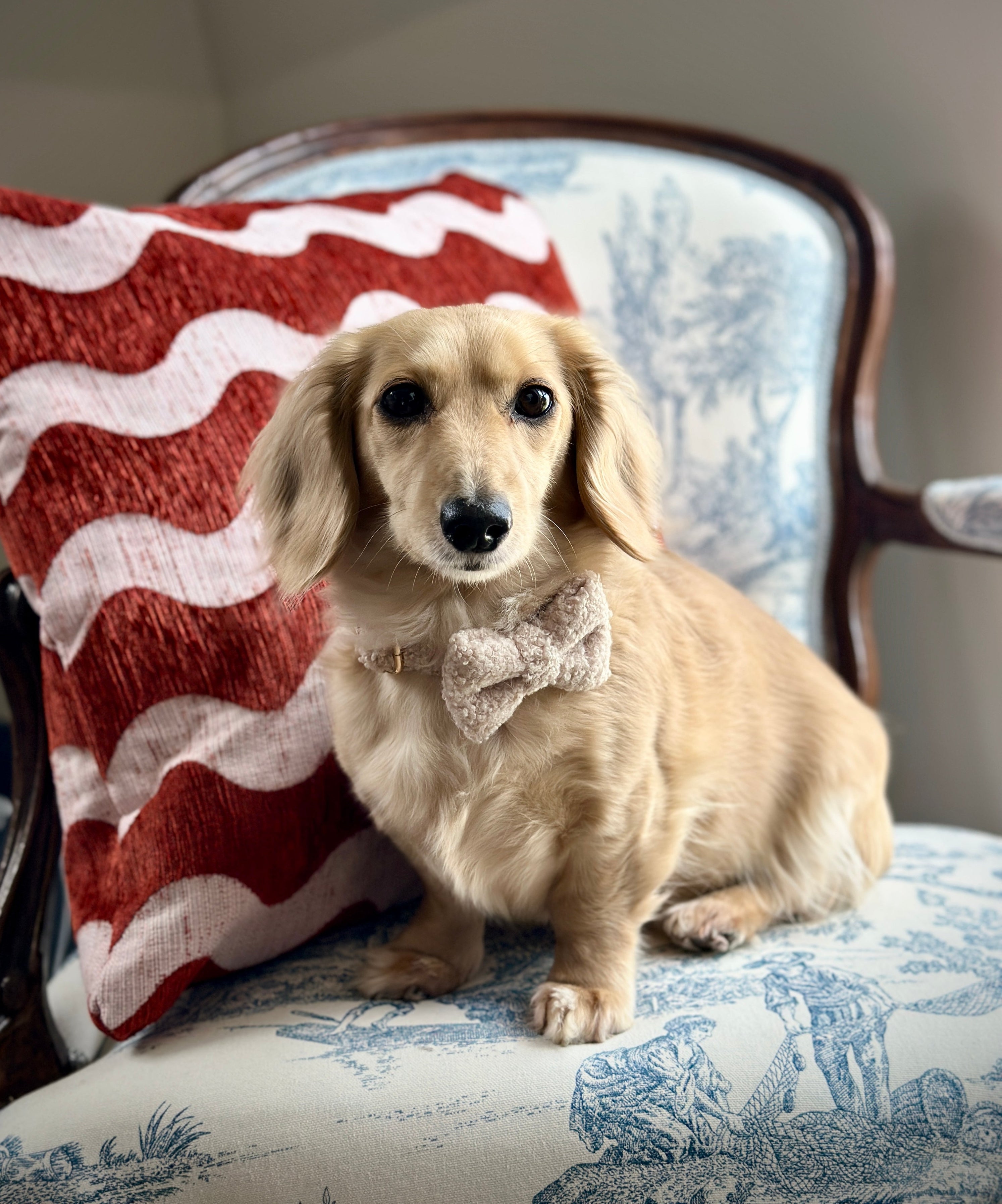 Collier pour petit et grand chien  - Teddy
